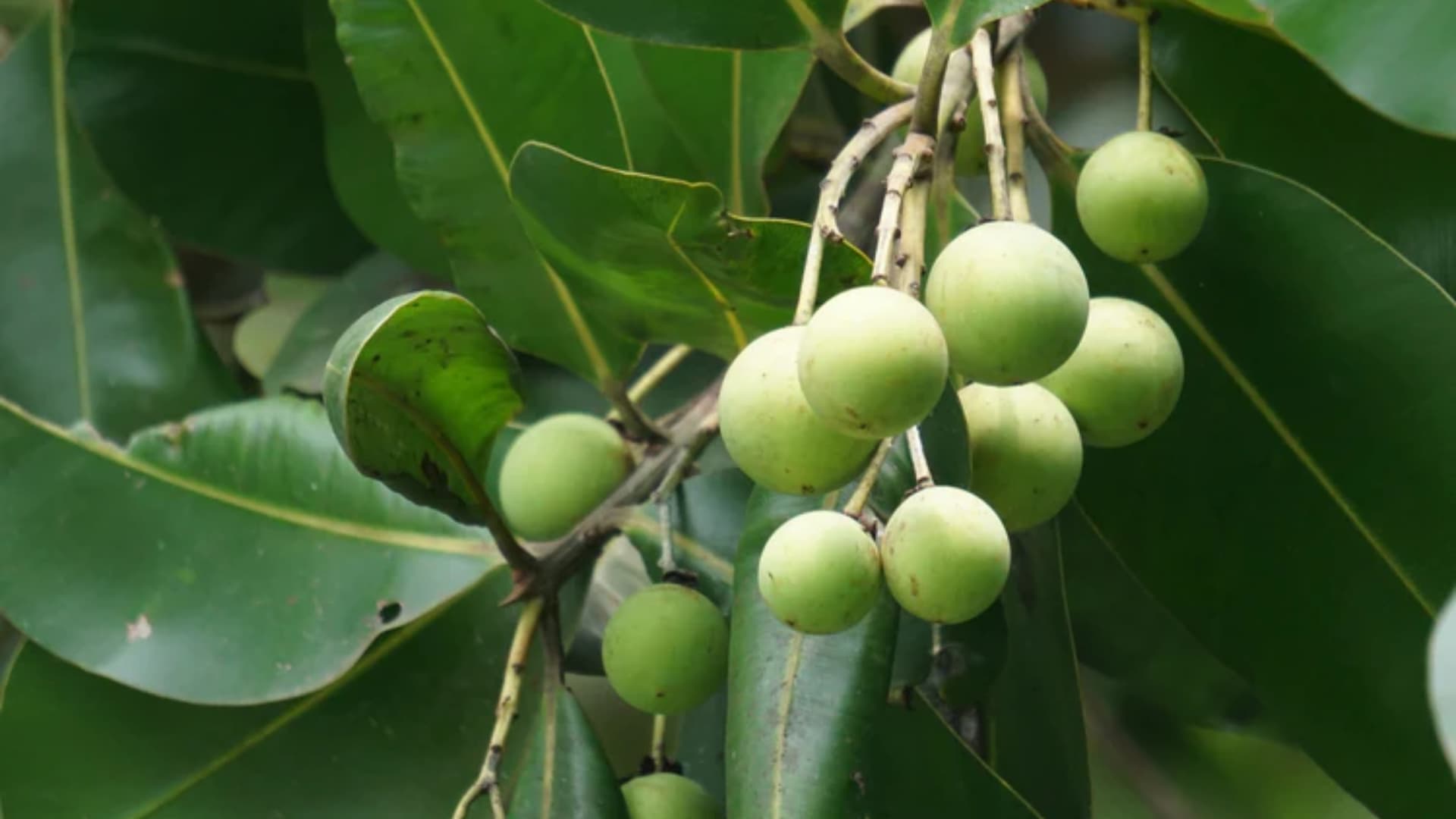 tamanu plant