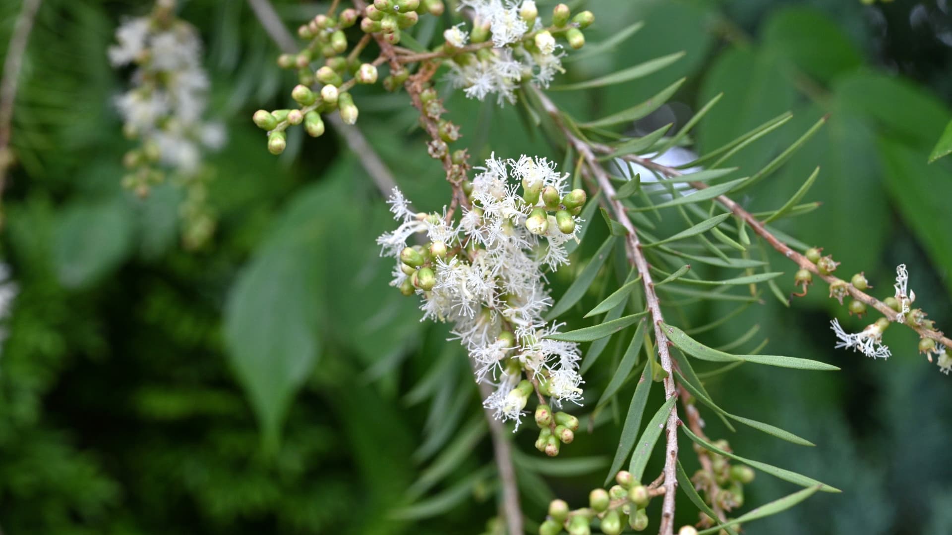 Branch with white flowers and green buds against a blurred green background